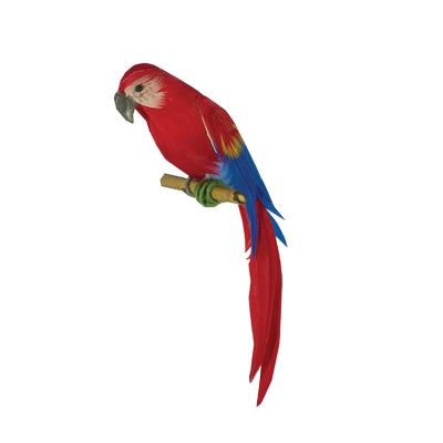 Timothy the Macaw Parrot                                    