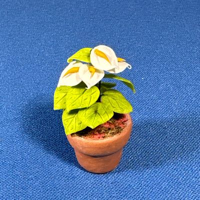 Anthurium in Pot